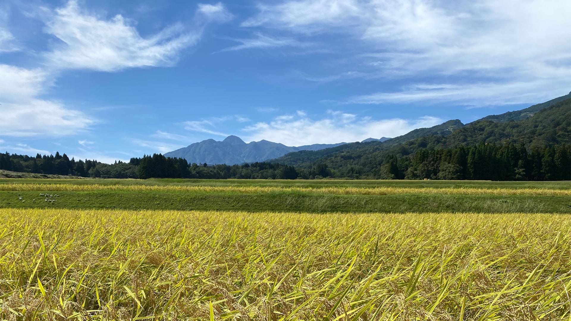 Autumn harvest, Ears of rice and mountains