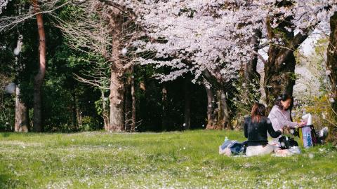 Relaxing in a meadow in the summer sun.