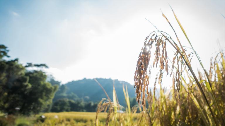 Yellow green, Rice field, Rice