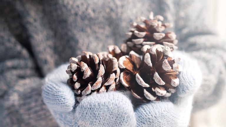 pine cones, winters, warmth