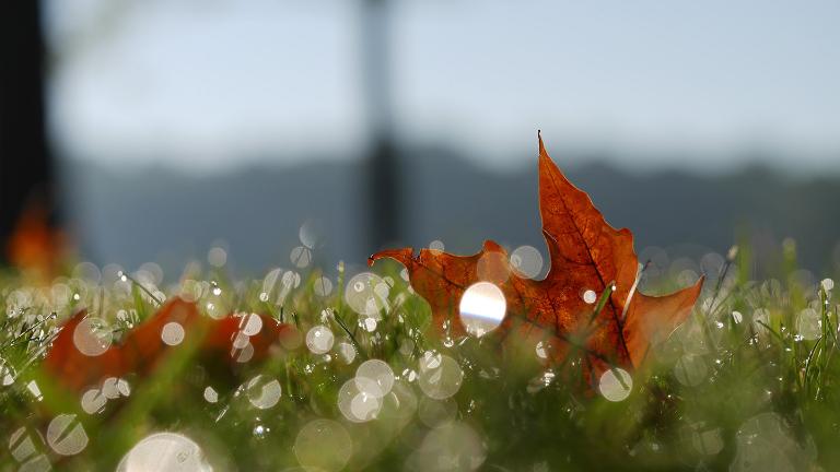 Autumn, autumn leaves, and morning